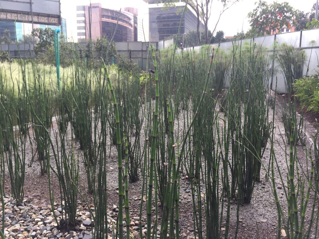 Sistemas Urbanos de Drenaje Sostenible SUDS
